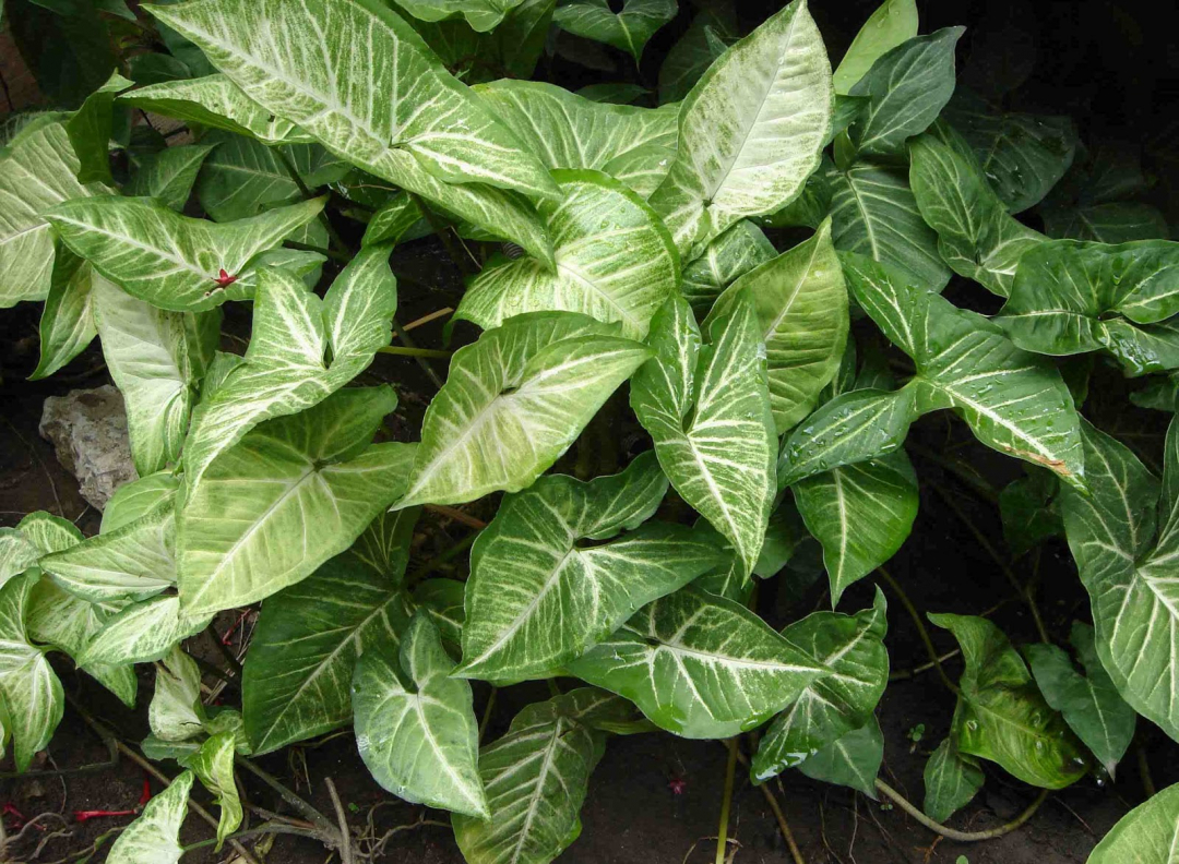 Syngonium: ความลับในการเติบโตและคุณสมบัติที่อยากรู้อยากเห็น